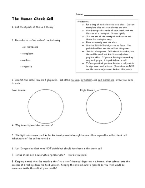 The Human Cheek Cell Lesson Plan
