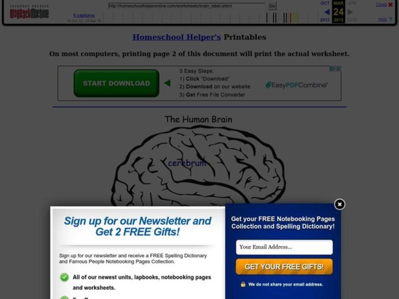 The Human Brain Worksheet