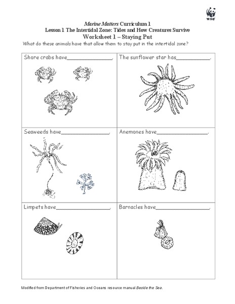 The Intertidal Zone: Tides and How Creatures Survive Worksheet