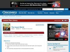 The Insect World Lesson Plan