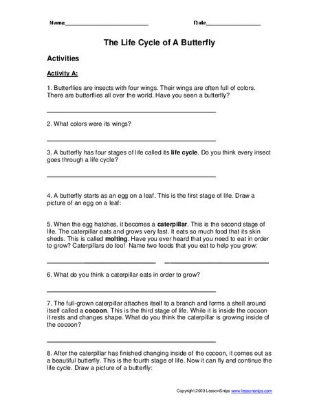 The Life Cycle of a Butterfly Worksheet