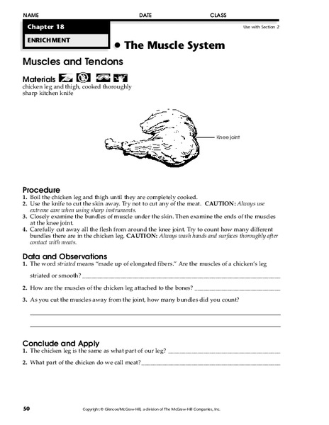 The Muscle System Worksheet