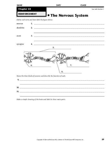 The Nervous System Worksheet