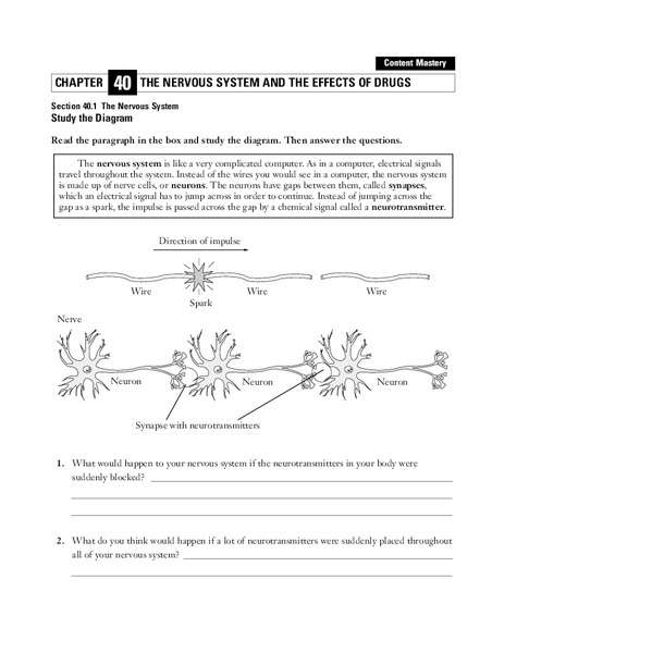 The Nervous System Worksheet