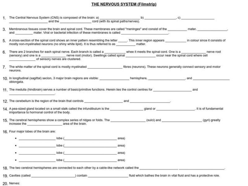 The Nervous System Worksheet