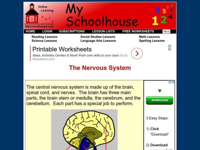The Nervous System Interactive