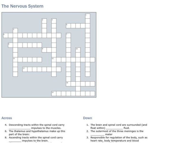 The Nervous System Worksheet