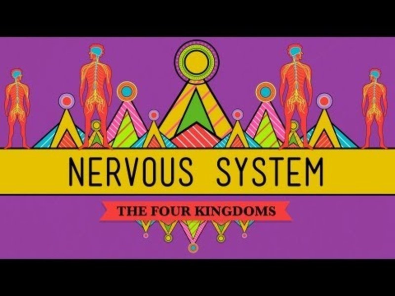 The Nervous System Instructional Video