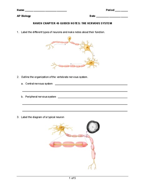 The Nervous System Worksheet