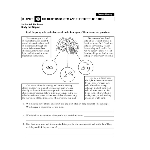 The Nervous System and the Effects of Drugs Worksheet
