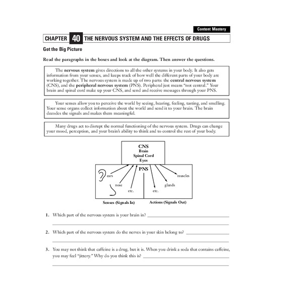The Nervous System and the Effects of Drugs Worksheet