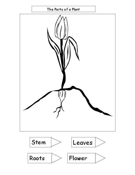 The Parts of a Plant Worksheet