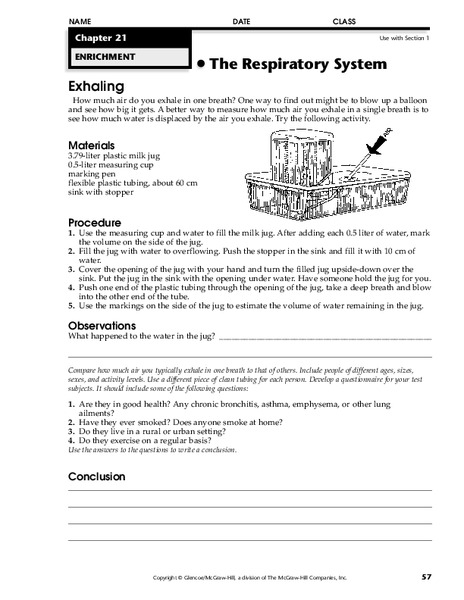 The Respiratory System Worksheet