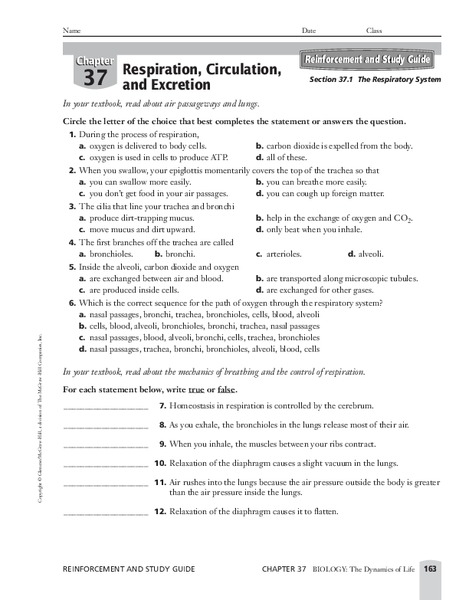 The Respiratory System Worksheet