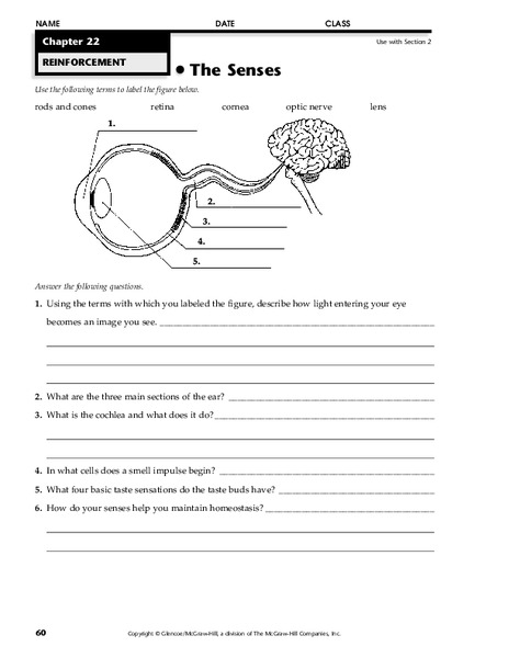 The Senses Worksheet