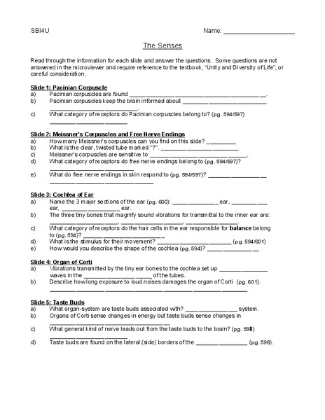 The Senses Worksheet
