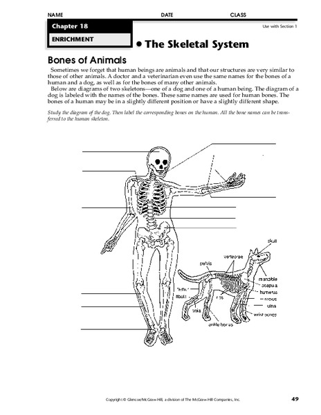 The Skeletal System Worksheet