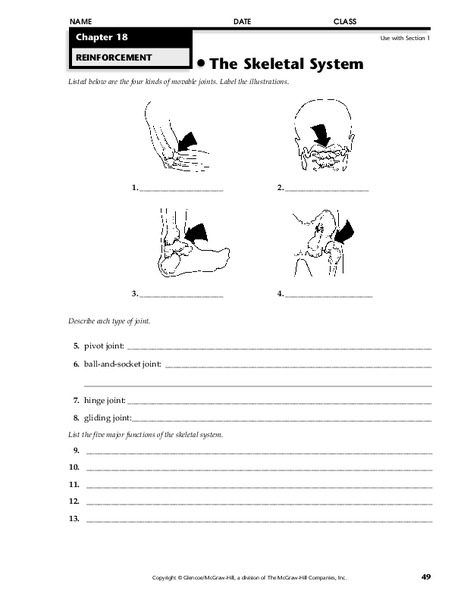 The Skeletal System Worksheet