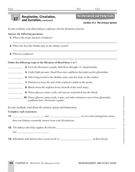 The Urinary System Worksheet
