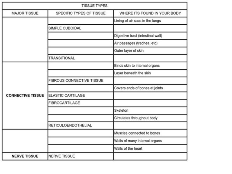 Tissue Types Worksheet