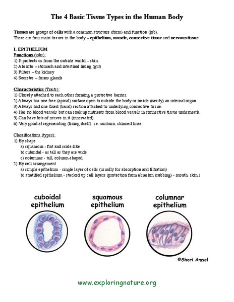 Tissue Types Worksheet