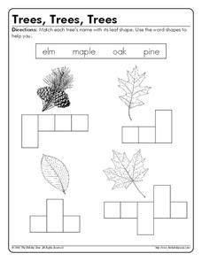 Trees, Trees, Trees Worksheet