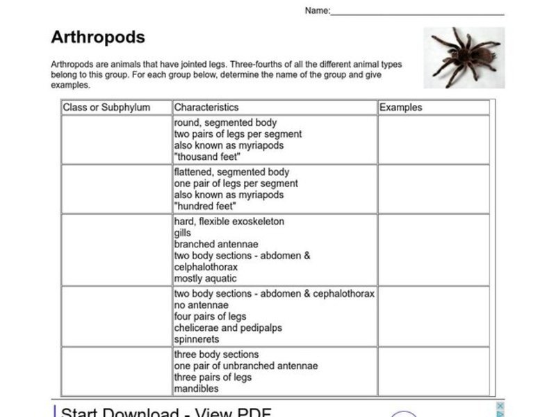 Arthropods Organizer