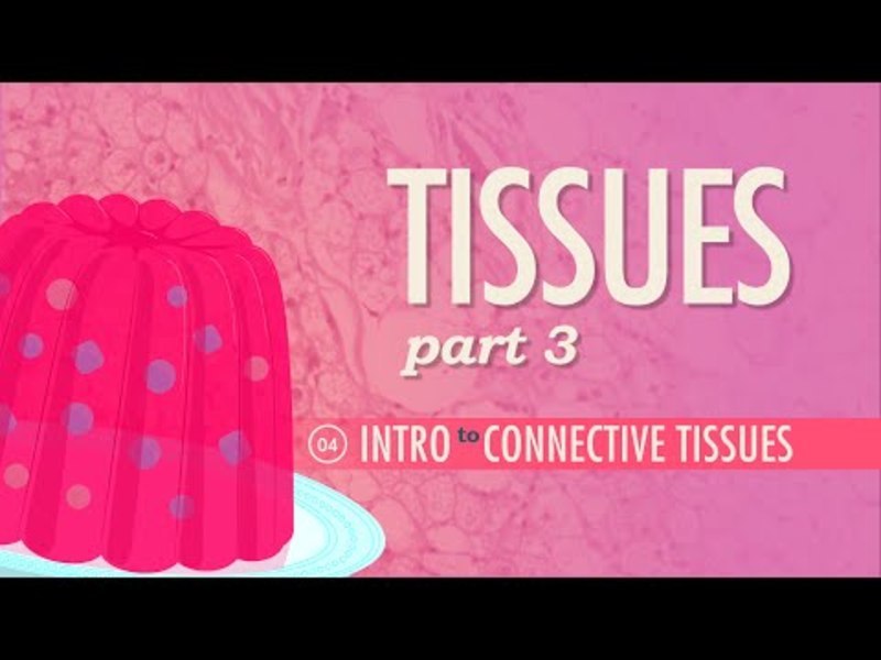 Tissues – Connective Tissues (Part 3) Instructional Video