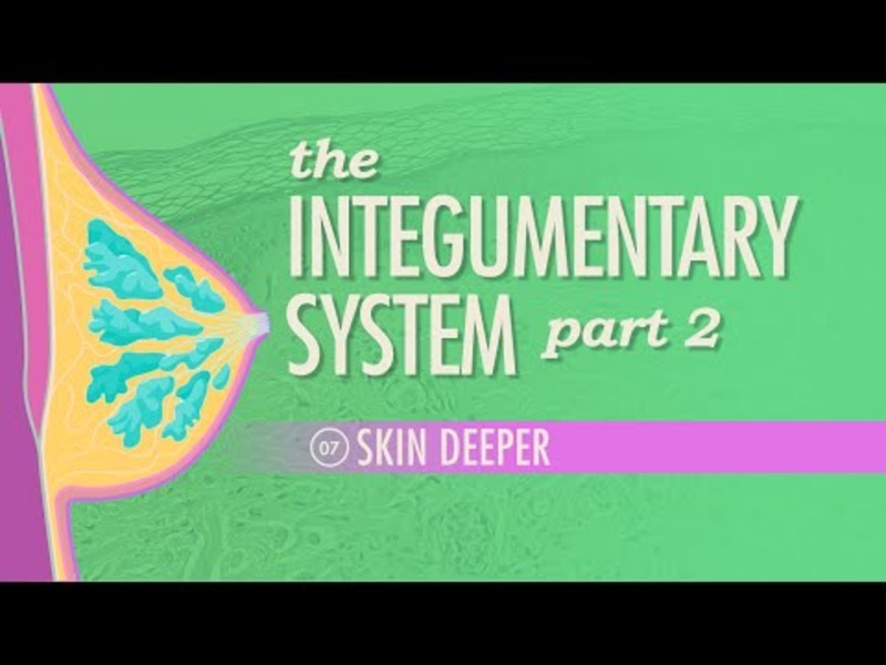The Integumentary System – Skin Deeper (Part 2) Instructional Video