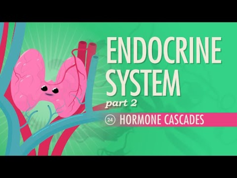 Endocrine System – Hormone Cascades (Part 2) Instructional Video