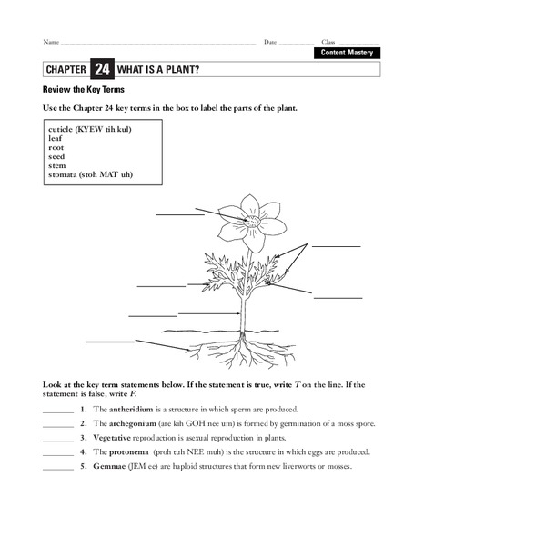 What is a Plant? Worksheet