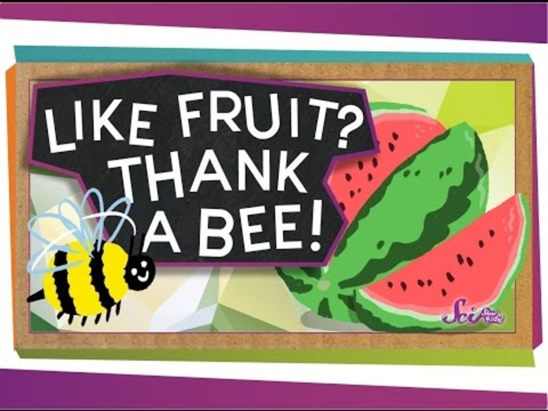 Like Fruit? Thank a Bee! Instructional Video