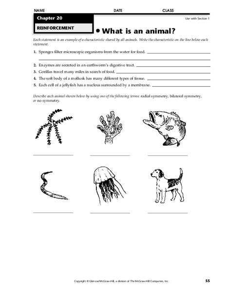 What is an animal? Worksheet
