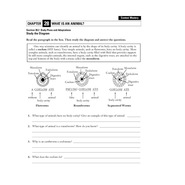 What is an Animal? Worksheet