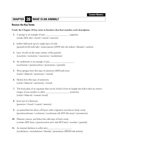 What is an Animal? Worksheet