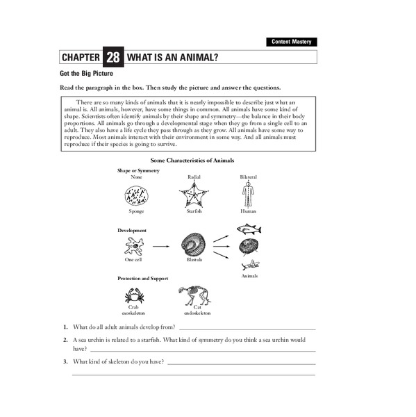 What is an Animal? Worksheet