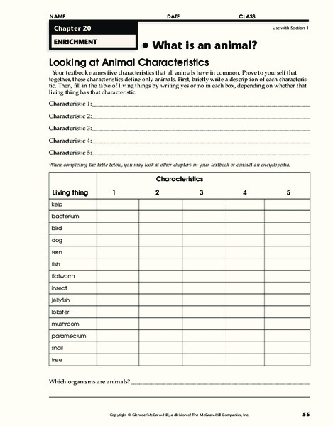 What is an animal? Organizer