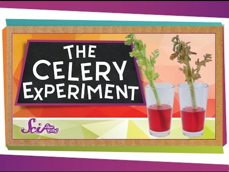 The Color-Changing Celery Experiment! Instructional Video