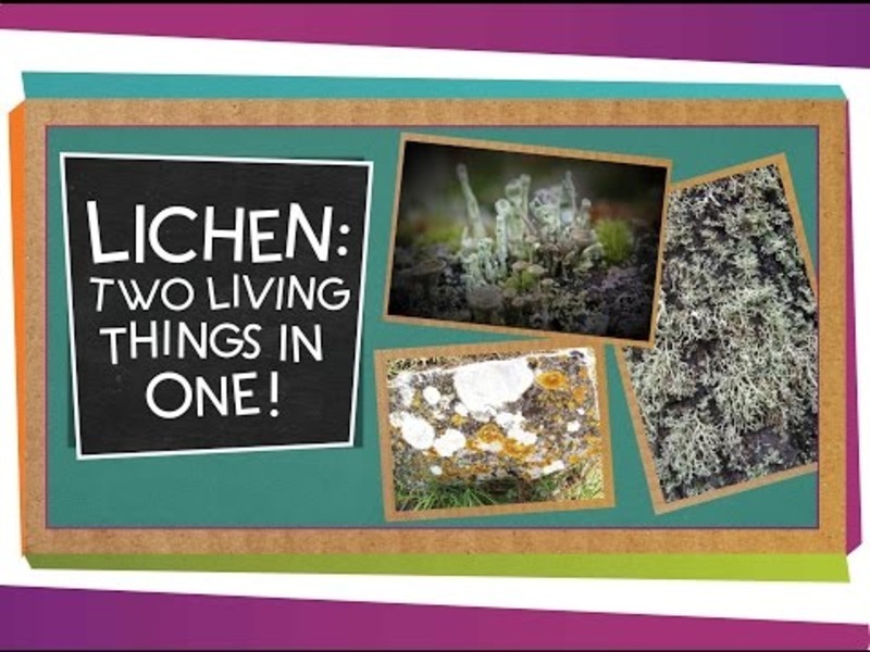 Lichen: Two Living Things In One Instructional Video