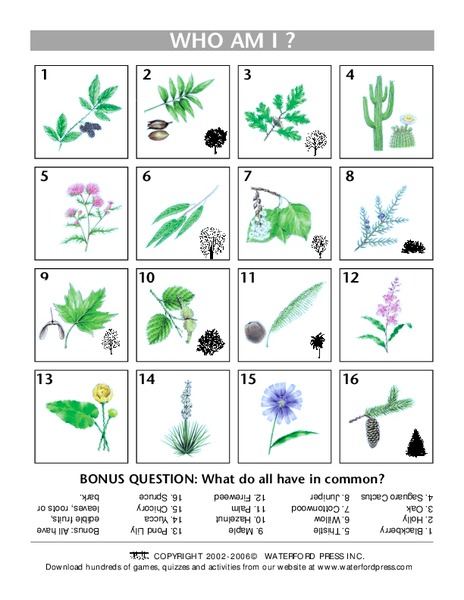 Who Am I? Lesson Plan