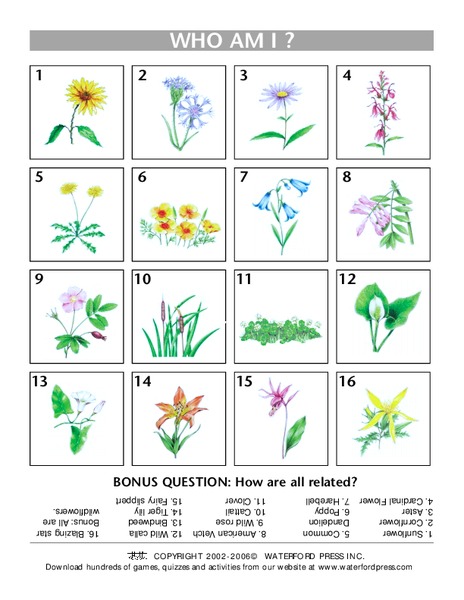 Who Am I? Lesson Plan