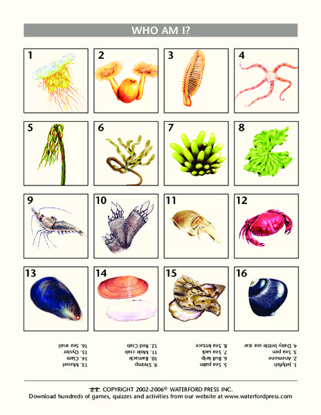 Who Am I? Lesson Plan