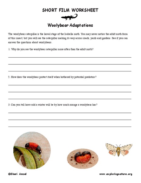 Woolybear Adaptations Worksheet