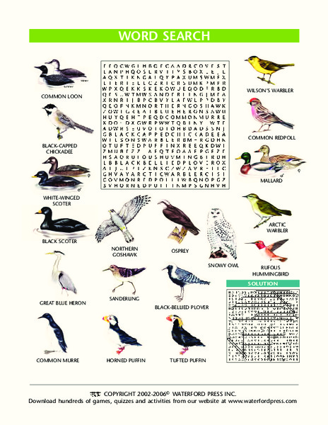 Word Search: Birds Lesson Plan