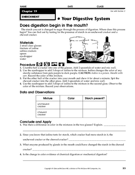 Your Digestive System Worksheet