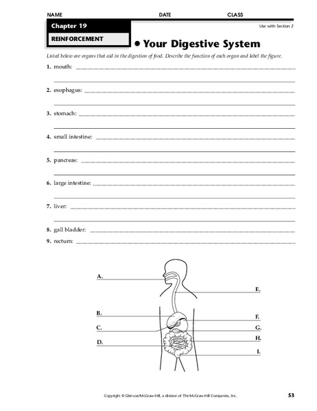 Your Digestive System Worksheet
