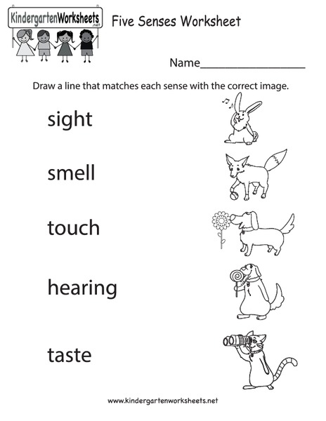 Your Five Senses Worksheet