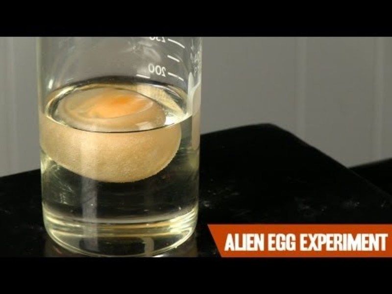 The Alien Egg Experiment Instructional Video
