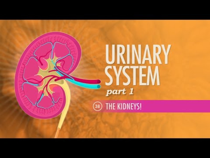 Urinary System (Part 1) Instructional Video