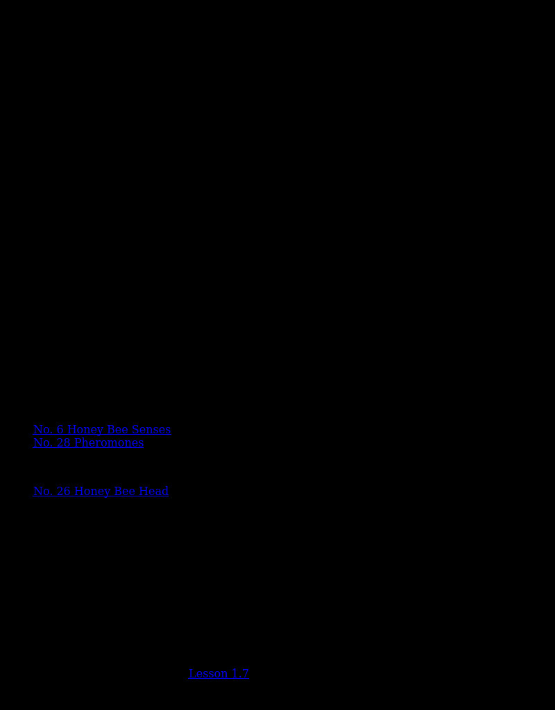 Honey Bee Senses Lesson Plan